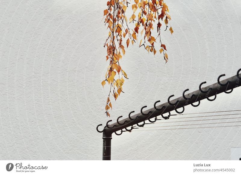 Birch branches with golden autumn leaves over empty clotheslines Autumn Autumnal Autumn leaves Birch tree Birch leaves birch twigs Autumnal colours Facade