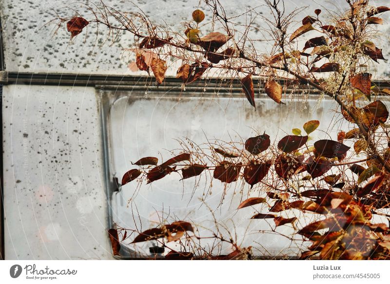 Autumn leaves in front of the back window of an old caravan autumn colours autumn mood Gloomy Gold Nature Autumnal colours Autumnal weather Seasons foliage