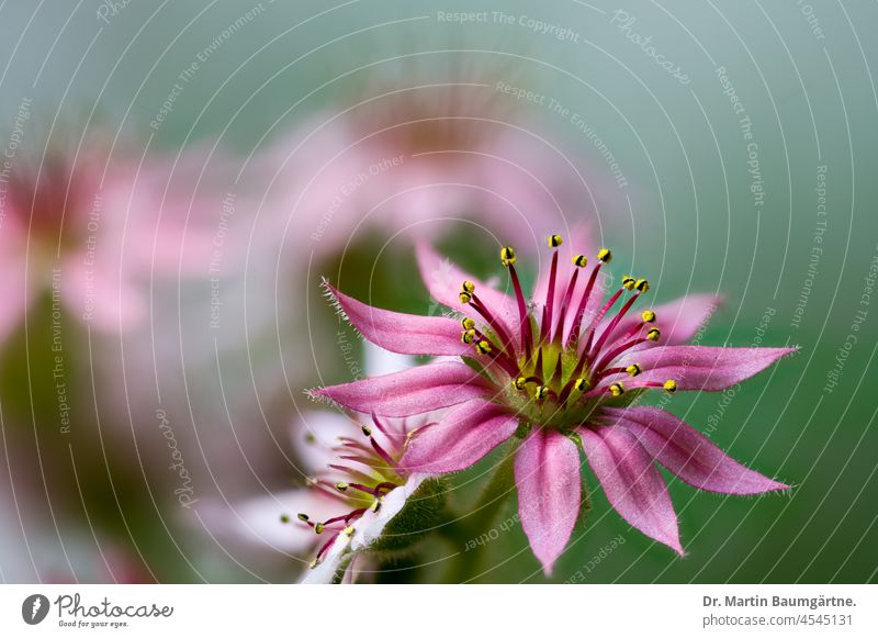 Sempervivum, flowers Blossom blossoms Pink succulent thickleaf plants crassulaceae mountain plant Alpine Plant