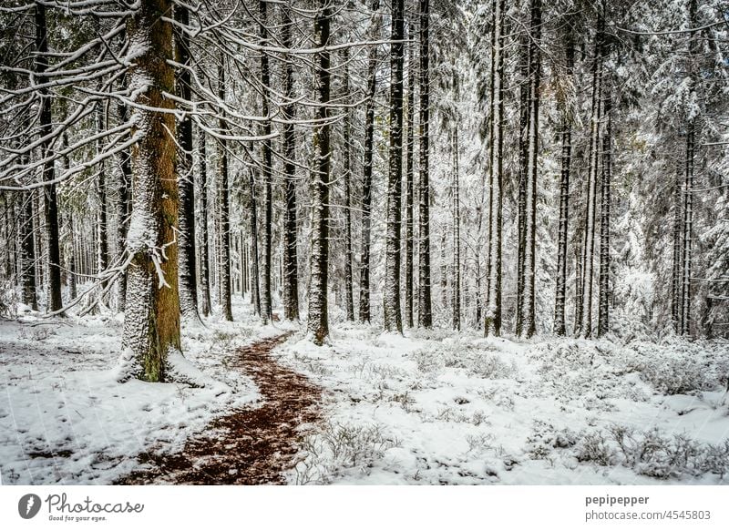 Winter Wonderland - snow-covered forest floor with small footpath Snow covered forest floor Woodground Forest Forest soil" winter wonderland Exterior shot