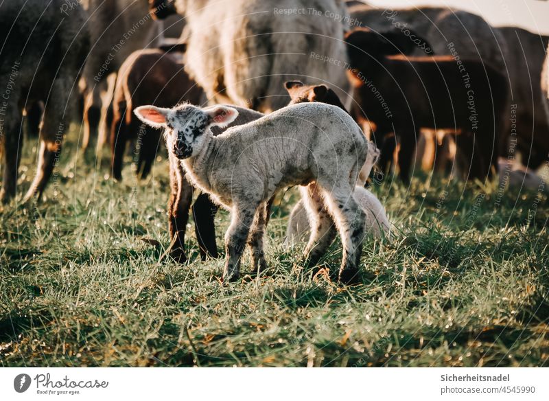 little lamb Lamb sheep Sheep Exterior shot Farm animal Herd Flock Group of animals Colour photo Deserted Dike Meadow Animal portrait