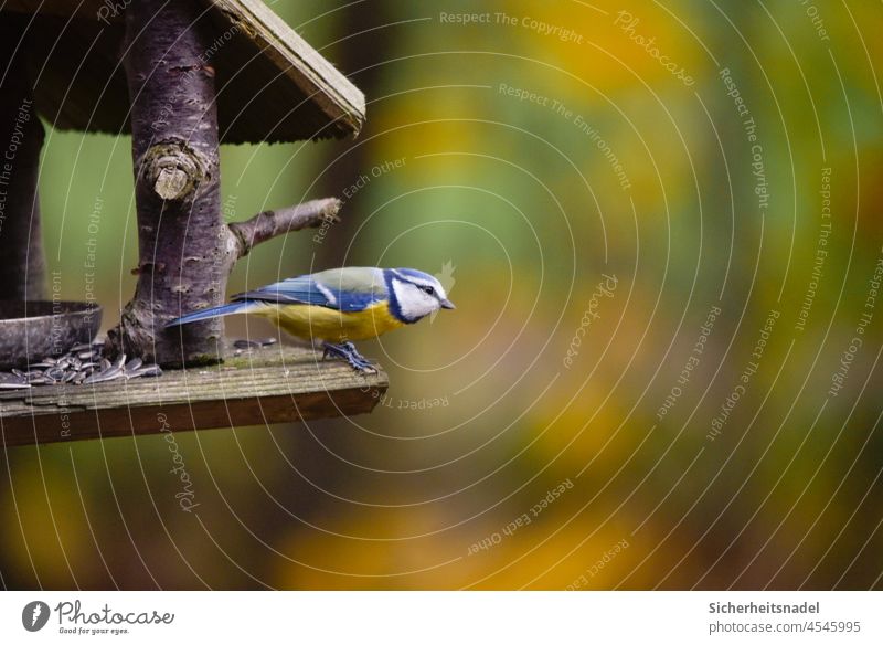 Blue tit in flight start Tit mouse Bird Nature Colour photo Exterior shot Deserted Wild animal Animal Day Small feeding place Animal portrait Garden