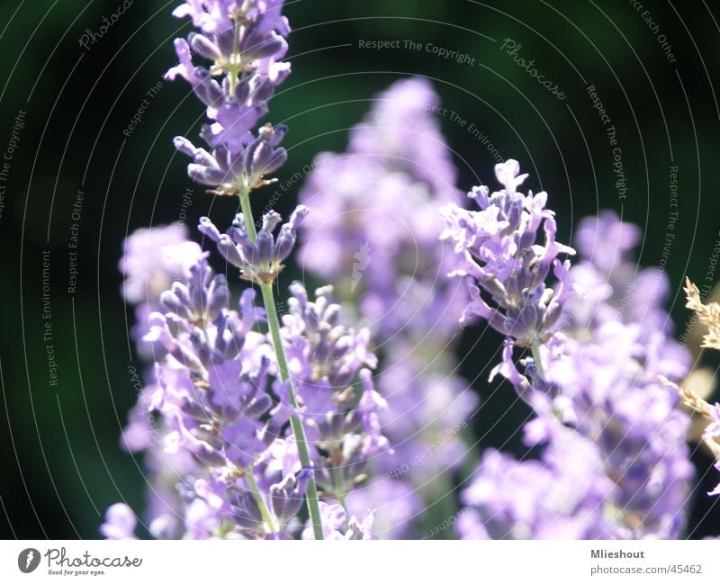 Lavender in France laverder purple flower macroshoot