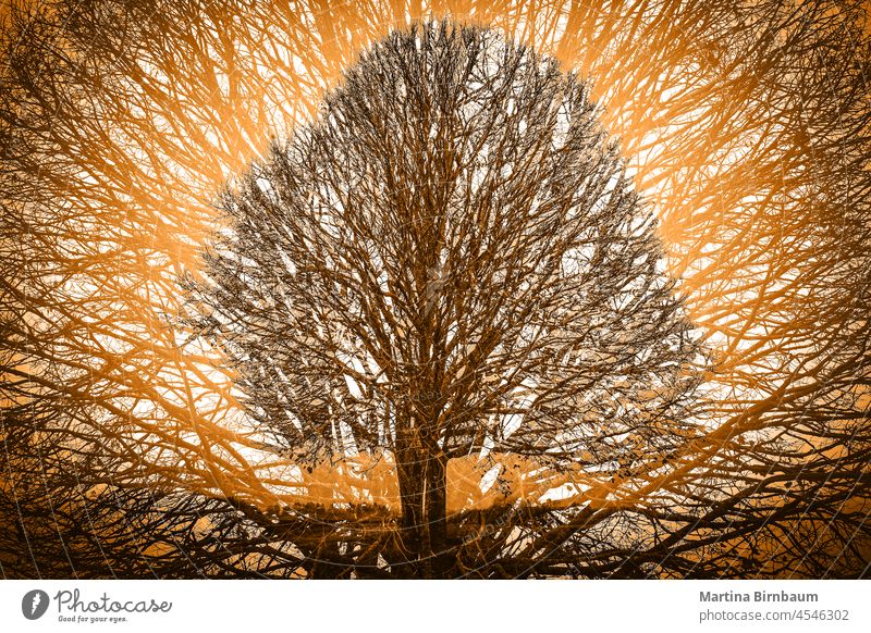 A bare tree in November with a grey a foggy background, double exposure old leafless outdoors sky blues november mourning sad tristesse landscape environment