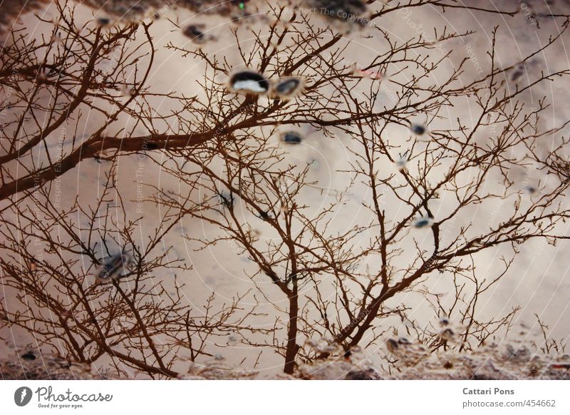 Dead World Plant Water Sky Autumn Winter Bad weather Tree Fluid Cold Wet Nature Death Puddle Autumnal weather Bleak Branch Sadness November mood December