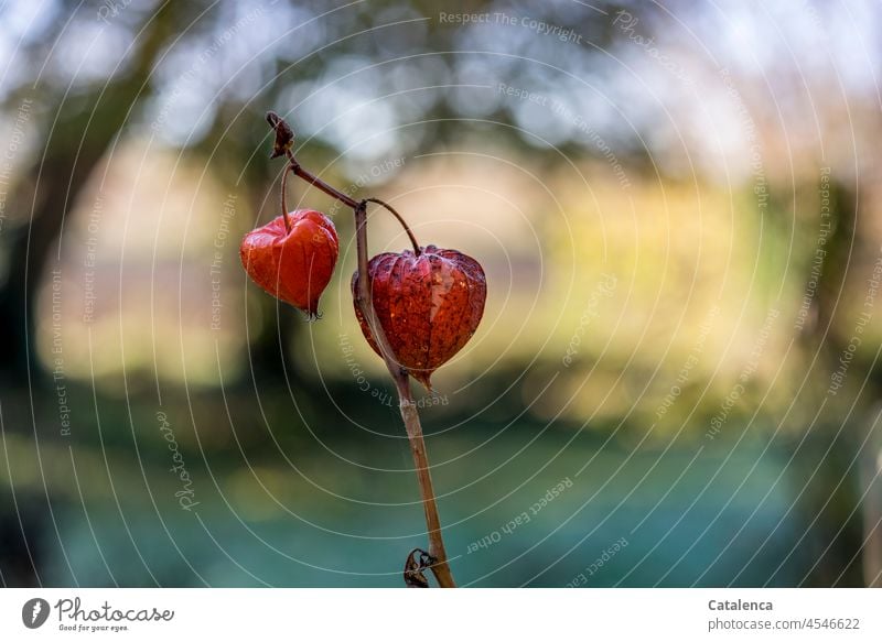 Physalis before landscape Garden daylight Day Plant Nature flora Moody Meadow Flower Exterior shot Yellow Chinese lantern flower Blasenkrschen Solanaceae Calyx