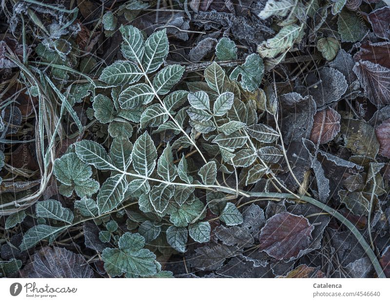 Hoarfrost covers the fallen branch of the ash tree Nature flora Plant Tree Moody daylight Botany Winter Solidify Frost Ice chill Cold Hoar frost winter leaves