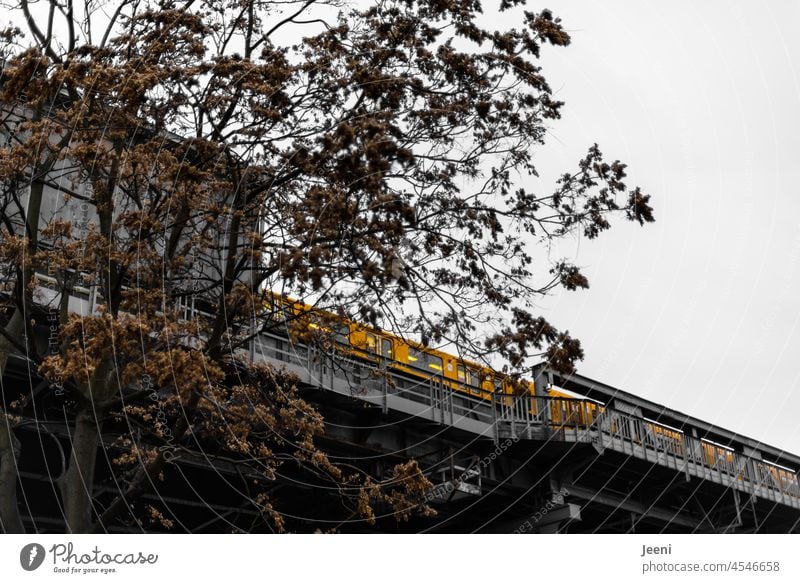 A bit of autumn with yellow subway Autumn Autumnal Underground Yellow Autumnal colours Autumn leaves Tree Twigs and branches Leaf Branch Berlin Capital city