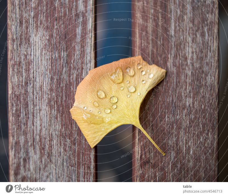 Ginkgo leaf in autumn Ginko ginkgo leaf Autumn Autumnal raindrops Autumnal weather Rainy weather Wet Drops of water Bad weather Weather Nature Detail