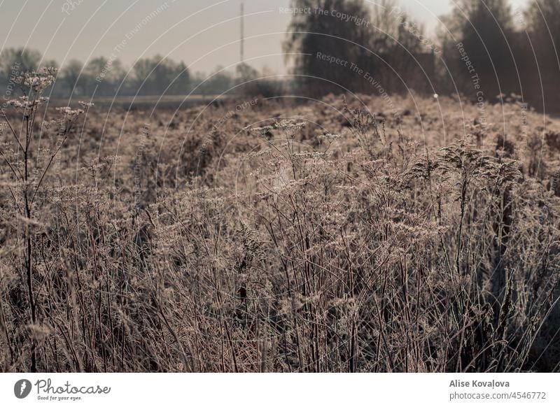 meadow plants in a frosty morning cold first frost waiting for winter coldness blurry background landscape colour photo Winter mood winter air morning sun misty