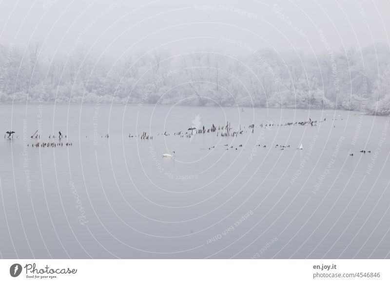 Lake in winter with various water birds Winter Snow Rough Frost waterfowls swans ducks Cormorants Lakeside Edge of the forest Winter forest Winter mood