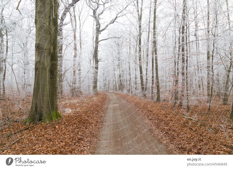 Forest path in winter with hoarfrost on the trees and leaves on the forest floor forest path off Winter Hoar frost Frost Cold chill icily foliage Woodground