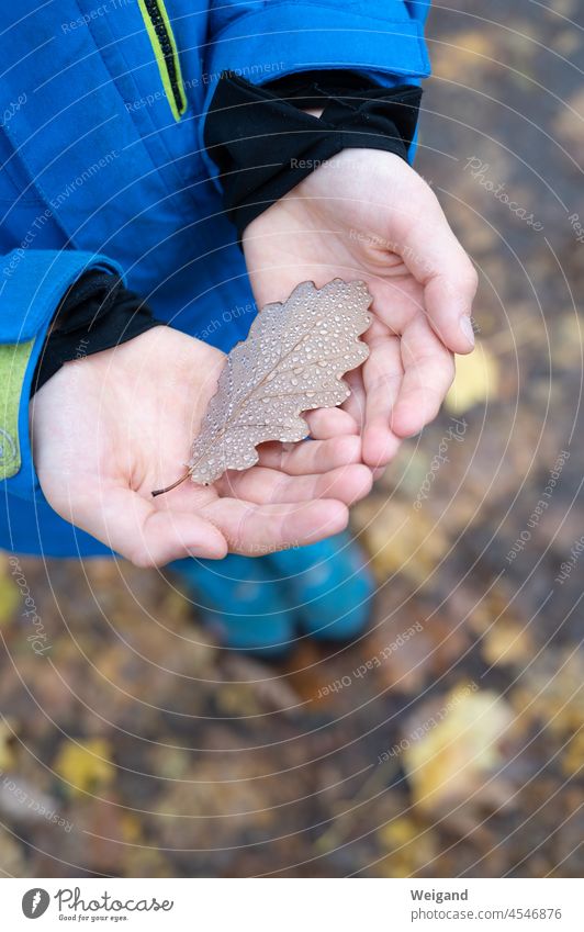 Child holding a leaf with dew drops in autumn Infancy Grief Hope Dew Rain Hiking Forest Leaf foliage Tree Gloomy Wet Winter amass Hand hands