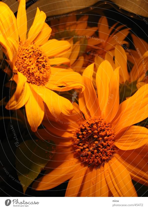 sunny Sunflower Summer Yellow Nature