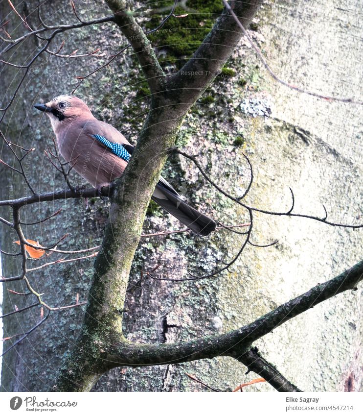 Jay hunting... Exterior shot Colour photo Nature Grand piano Close-up Wild animal Blue Deserted Animal portrait Shallow depth of field