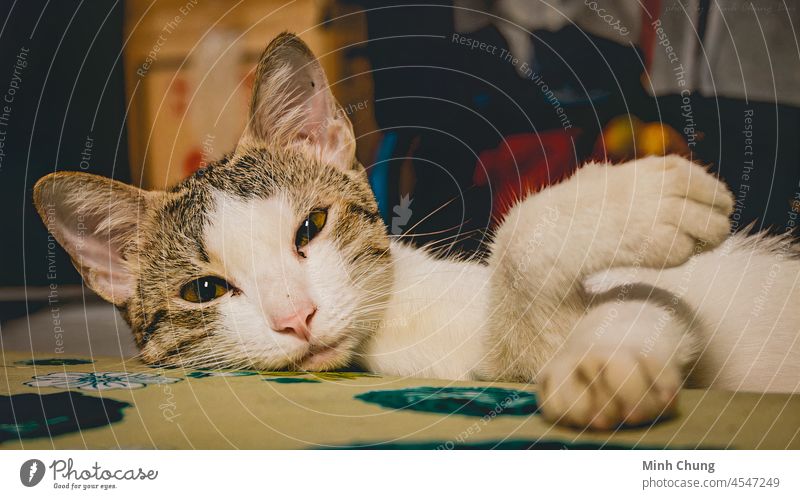 a cute cat is lying alone on the bed animal pet rest beautiful white kitten kitty adorable domestic eyes funny fur home indoor portrait resting young apartment