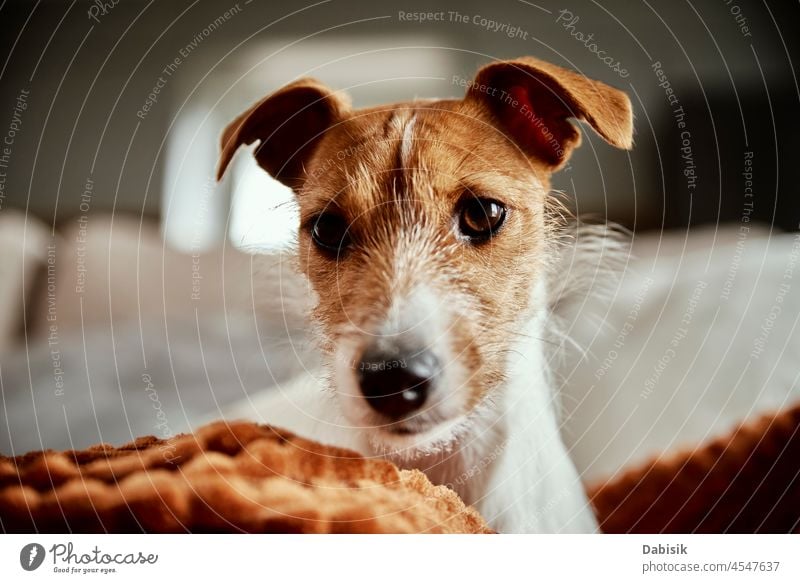 Dog portrait close up dog pet cute couch relaxed sleep resting bedroom cozy animal mammal canine looking adorable apartment beautiful day domestic furniture