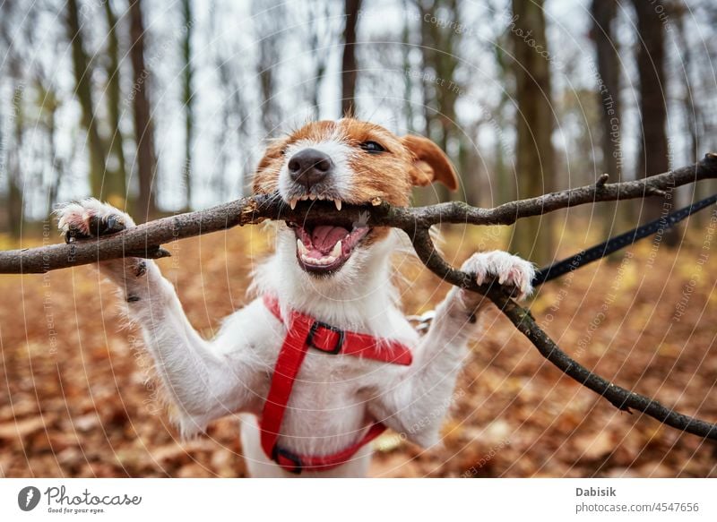 Dog play with a branch in autumn forest dog walk gnaw bite park teeth stick nature outdoor pet season outdoors animal breed canine cheerful domestic looking