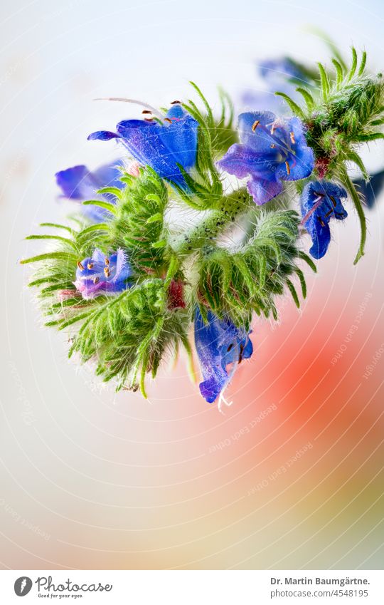 Viper's bugloss, Echium vulgare, inflorescence, native representative of the borage family Blossom blossoms Indigenous Borage family Boraginaceae Wild plant