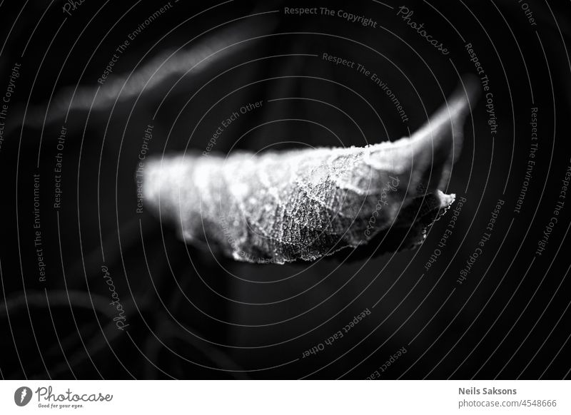 one leaf covered with frost background beautiful close closeup garden green macro natural nature outdoor plant tree veigela winter flora season botany botanical