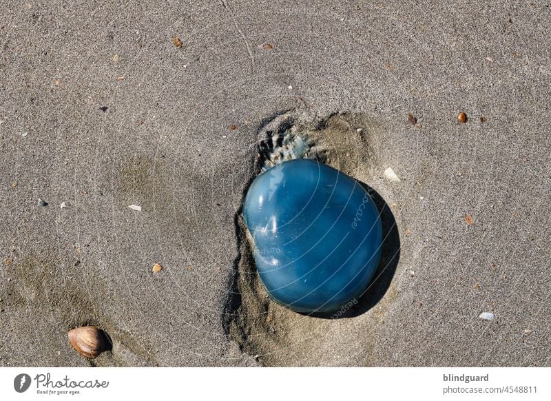 Blue Dot Award (on land) Jellyfish Animal Colour photo Deserted Nature Sand Beach Flotsam and jetsam Exterior shot coast Day North Sea Belgium Summer Mussel