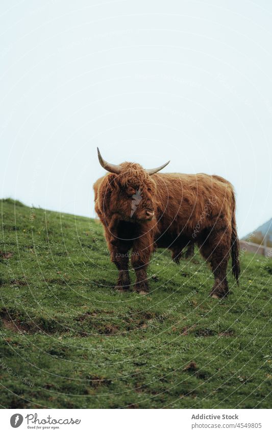 Highland cattle grazing in field in countryside highland cow animal paddock graze nature fur environment herbivore scottish grass fence mammal pasture rural