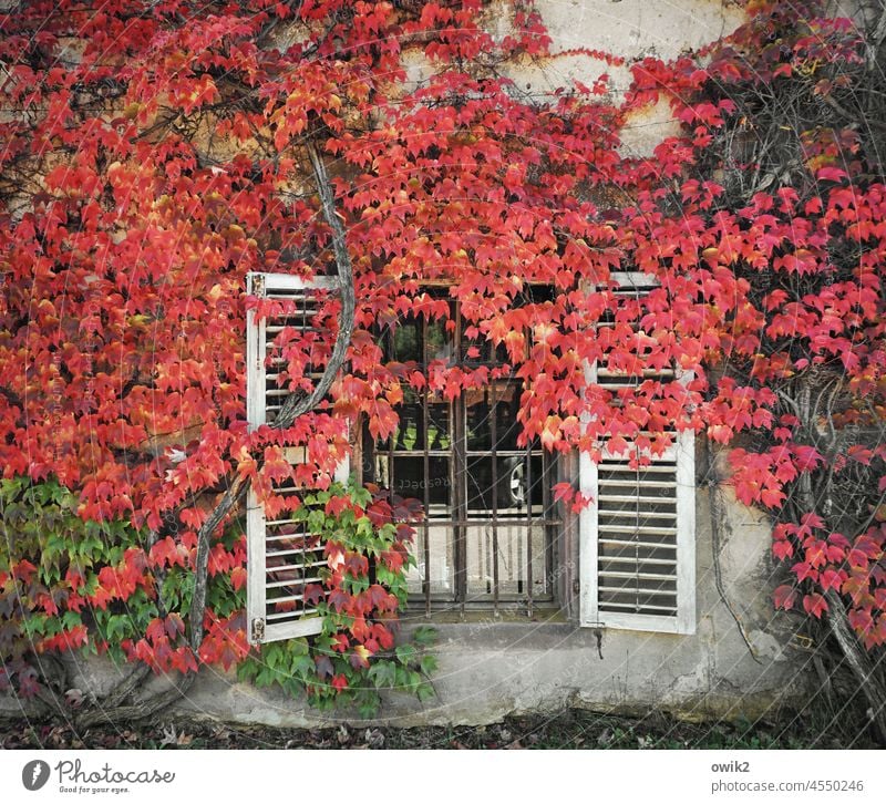 Always open Wall (barrier) Wall (building) Window Facade Wall cladding House (Residential Structure) Monastery Tendril Leaf Creeper Plant Idyll Growth naturally