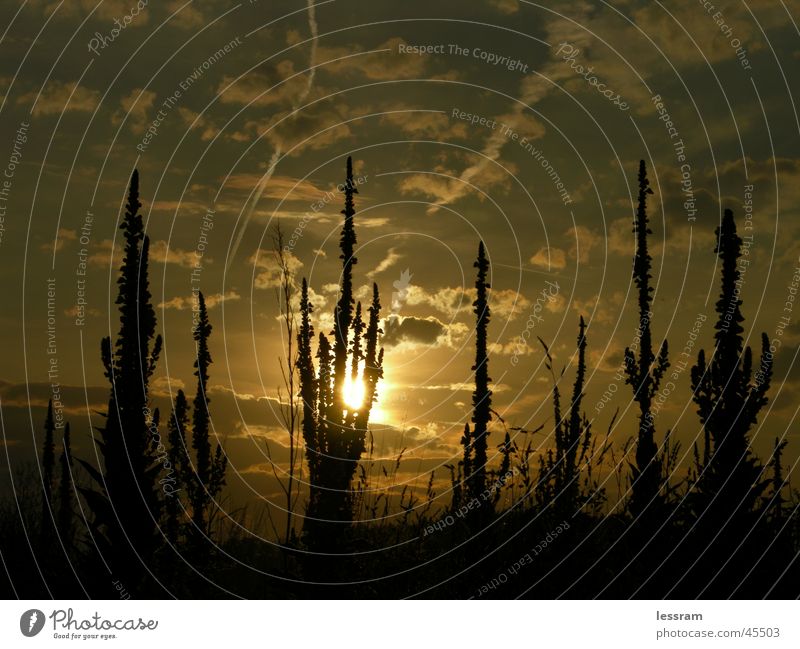 Sunset among grasses and plugs Field Evening Evening sun Twilight Clouds Dusk hummingbird Plant Sky Back-light