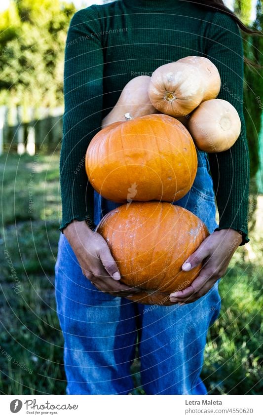 pumpkins in autumn Autumnal colours autumn mood autumn colours autumn light autumn feeling fall colors countryside countryside scenery countryside background