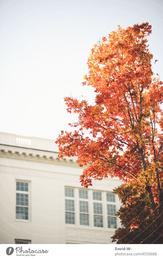 Deciduous tree in red autumn colors with building in background Autumn Autumnal Autumnal colours Early fall foliage variegated Red colourful Illuminate