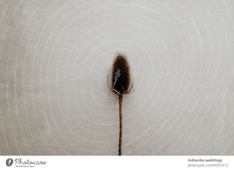 Dry flower on grey background. Flat lay image with brown spiky dried flower. Natural soft light, grainy background. Copy space. home decoration special center