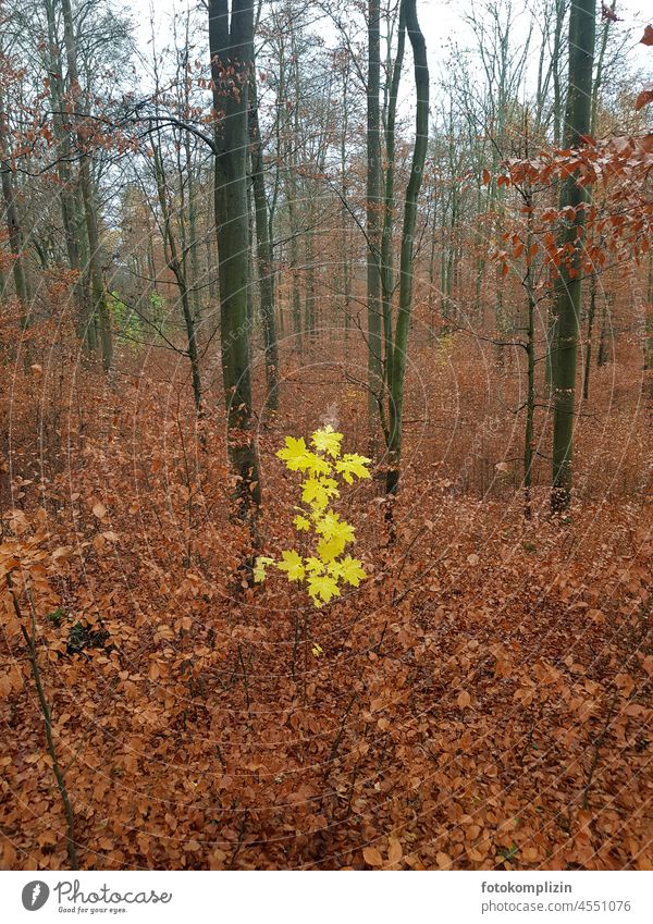 Maple tree with bright yellow autumn leaves in the middle of autumn brown beech forest Yellow Autumn Autumnal Winter Book disparate compromise Contrast