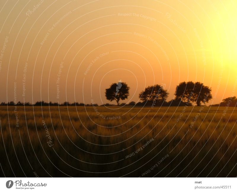 Three plane trees Colour photo Exterior shot Twilight Sunlight Beautiful Calm Freedom Tree Meadow Infinity Yellow 3