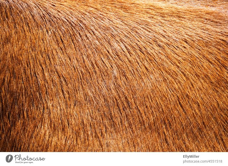 Reddish brown cowhide close up. Pelt Cowhide Animal Close-up detail Auburn Brown Soft soft background Detail texture Material naturally textured Pattern Nature