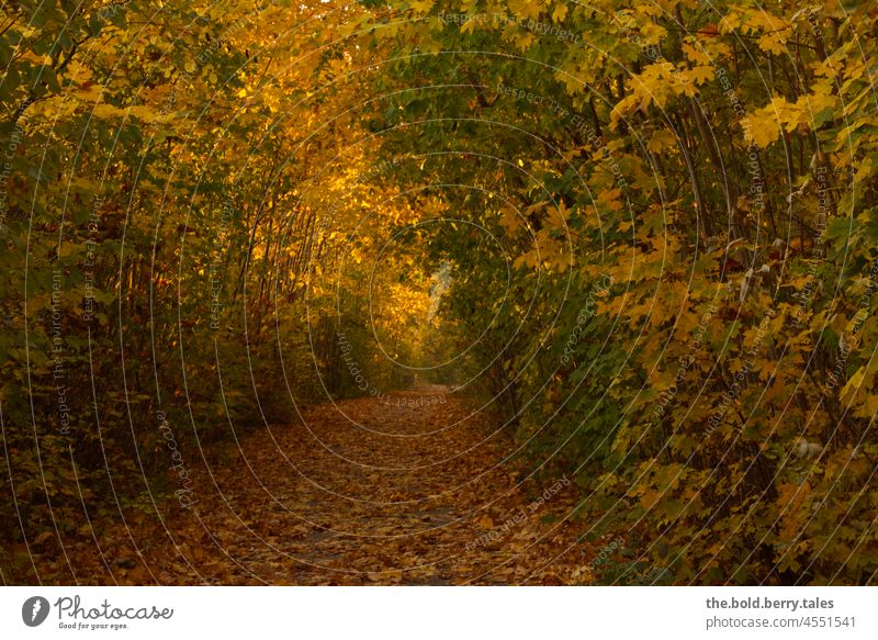 Leaf covered path through trees in autumn off Autumn Autumn leaves foliage variegated Yellow Green Nature Autumnal Autumnal colours Transience Deserted