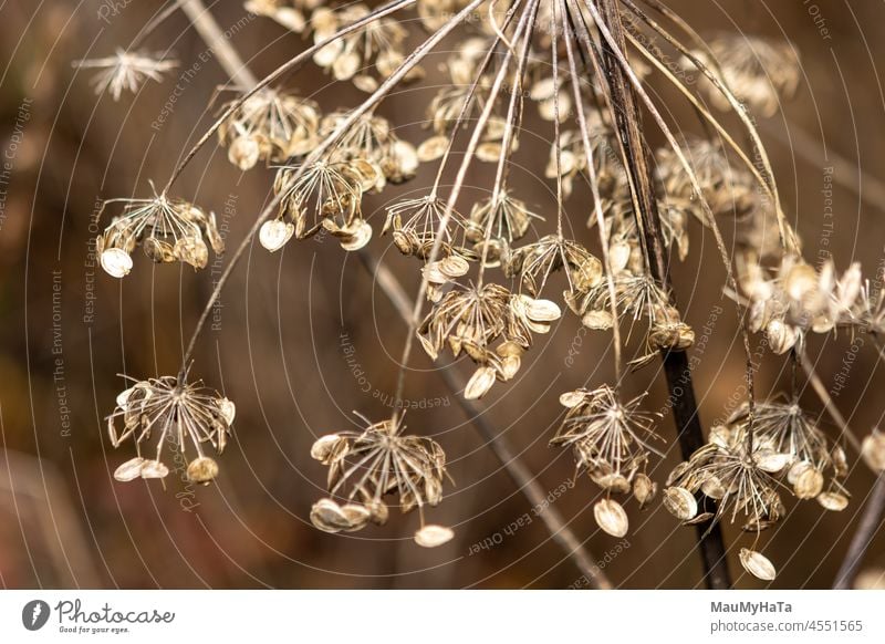 Seeds of a dry plant Seeds a dry plant seeds Plant Nature Exterior shot Close-up Macro (Extreme close-up) Flower Meadow Detail macro Dandelion Colour photo