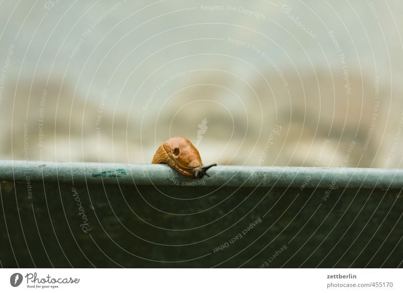 snail Garden Weather Beautiful weather Park Snail 1 Animal Prompt Conscientiously Caution Serene Patient Calm Curiosity Interest Fear Fear of heights Dangerous