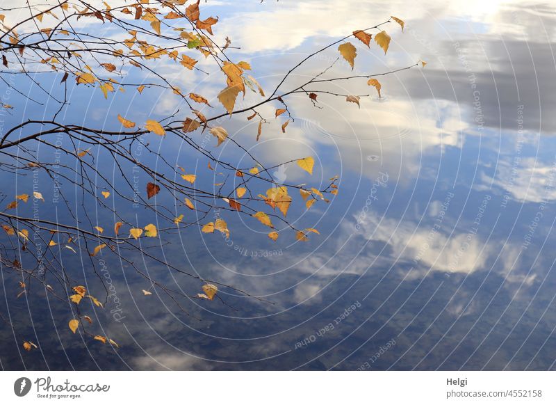 at the lake - birch branches with yellow leaves in front of a water surface reflecting sky and clouds Birch tree Birch leaf Autumn Autumnal colours Water Lake