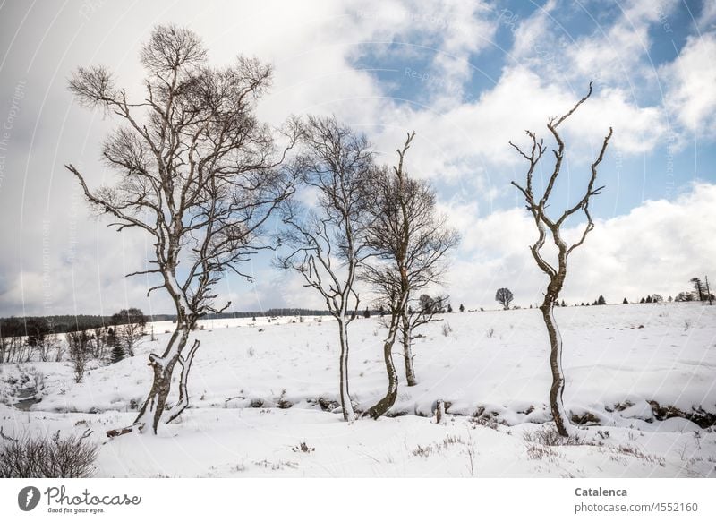 Snow-covered, wide landscape. Bare deciduous trees in the foreground, clouds move in the blue sky Clouds Landscape snowy bushes blades of grass Grass White