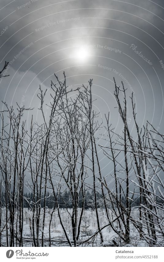 The sun fights its way through thick grey clouds, snow covers the landscape, young trees in the foreground Seasons Snow layer Environment Weather Winter mood