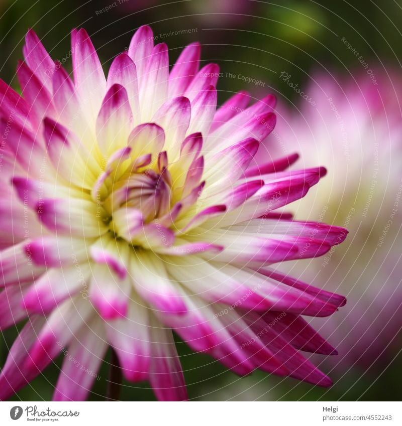 a little bit of summer - close-up of a white-pink dahlia blossom Flower Blossom Close-up Macro (Extreme close-up) Blossom leave Summer naturally garden flower