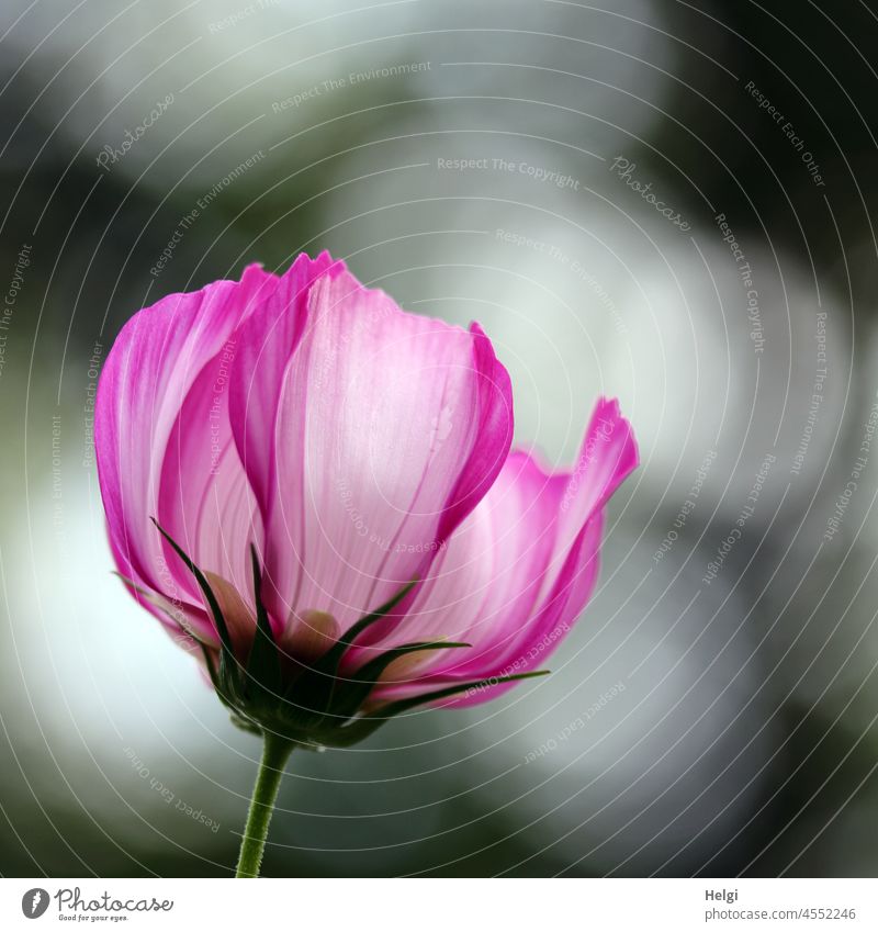 Flower of a pink cosmea in backlight with bokeh Blossom Cosmea Cosmos Close-up Macro (Extreme close-up) Back-light petals Plant Blossoming Summer Colour photo