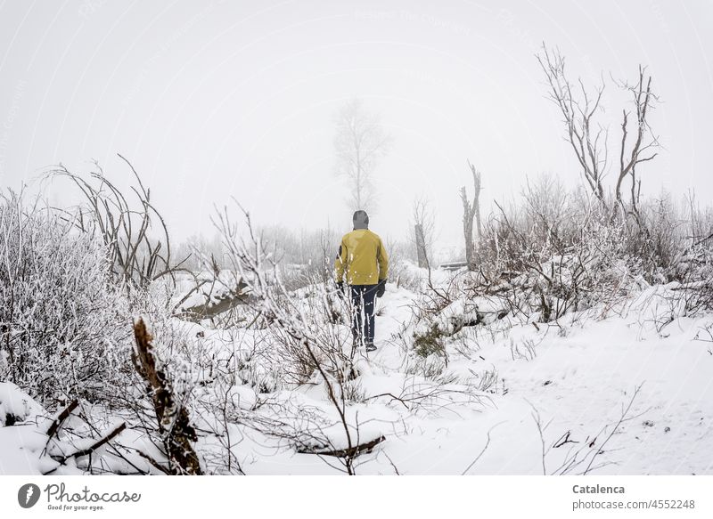 Foggy snowy landscape with man and undergrowth Seasons Snow layer Environment Winter mood Day Sky Nature Plant Tree Cold Frost daylight chill Ice Botany Moody