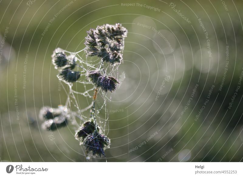 autumnal spinning - flowering blade of grass covered with cobwebs and drops Grass Cobwebby Spider's web Drop Fog Morning in the morning dew drops Wet bokeh