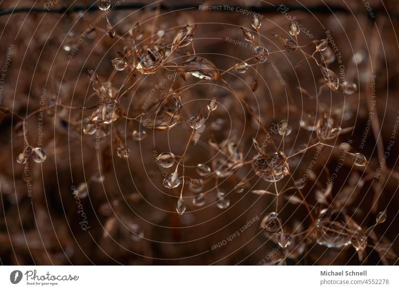 Raindrops on a plant in autumn Drop raindrops Plant Wet Drops of water Water Close-up Macro (Extreme close-up) Reflection Glittering Nature glittering