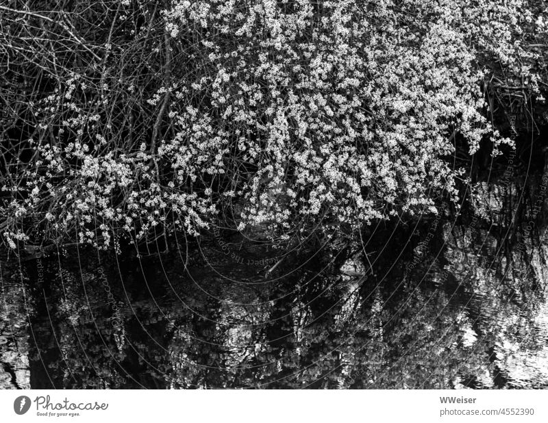 The branches of the flowering shrub hang down almost to the water of the small river Spring Summer blossom Season luscious bush shrubby bank Wild untreated