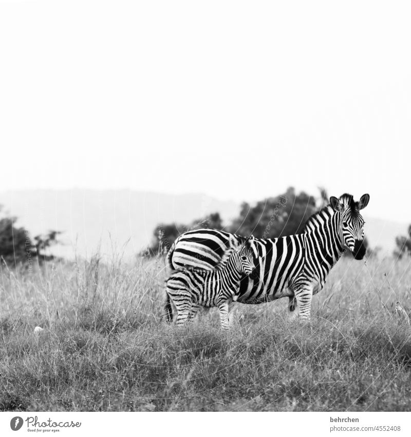 faith especially Animal protection Wild Impressive Wilderness Sunlight Contrast pilanesberg national park Animal portrait blurriness Light Day Deserted Close-up