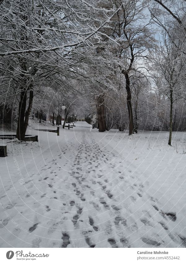 Spuren im Schnee Winter kalt Fussspuren menschenleer winter schnee kälte natur erholung freizeit landschaft bewegung draussen bäume baum winterlandschaft