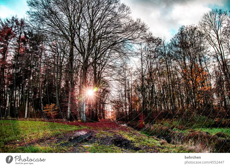 cross-country Dreamily Fabulous Mysterious Hope Back-light solar star pretty Sunlight falling leaves Colour photo Exterior shot Light Contrast Fantastic Forest