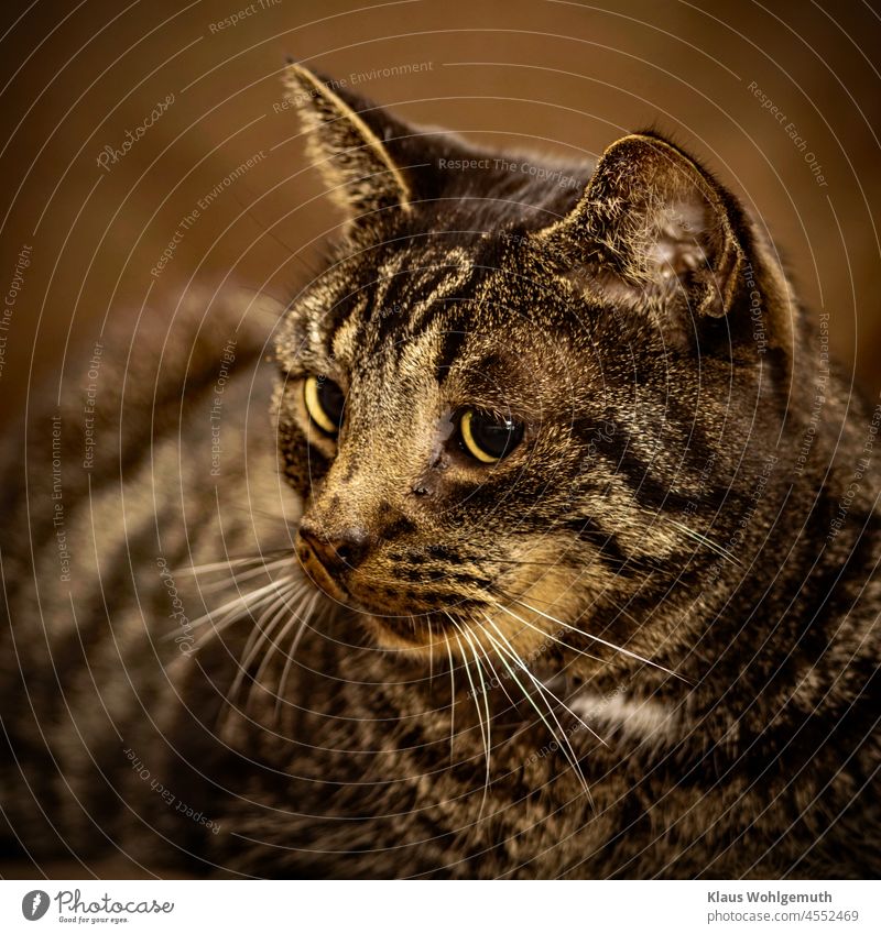 Grey tabby cat lying on a brown blanket, not looking at the camera. Cat hangover Pelt cat's eyes Whiskers Deserted Colour photo Animal Animal portrait sad